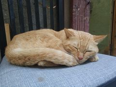 -黄氏祖传百暖凉茶店