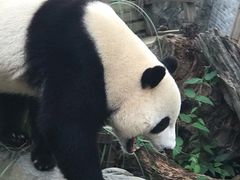 -都江堰中华大熊猫苑