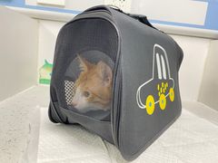 -纳吉亚猫专科动物诊疗中心(蒋宅口分院)