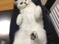 -翊宠yipet猫狗购宠庄园犬舍•猫舍