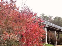 -飞凤山奥体公园