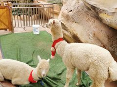 -杭州开元森泊度假乐园