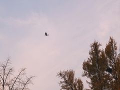 -三里屯东五街银杏大道