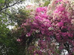 -人民公园(罗湖区)