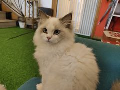 -喜柴咖啡·柴犬狗咖