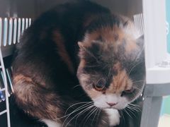 -瑞派动物医院·猫专科·至诚(江南中分院)