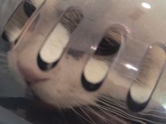 -纳吉亚猫专科动物医院·北北分院