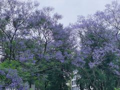 -四川大学(望江校区)