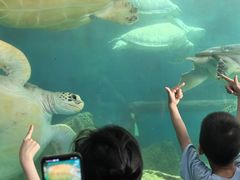 -广东惠东海龟国家级自然保护区