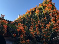 -巍山古城