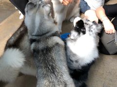 -TrueLove @ Neverland (Husky Cafe)