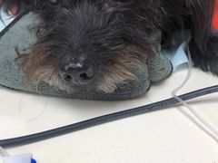 -宠颐生中康贝怡动物医院