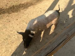 -泉州海丝野生动物世界