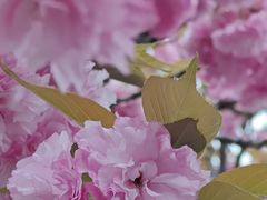 -高东镇樱花园