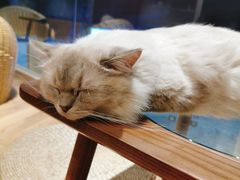 -瞄一喵猫咖(格力海岸店)