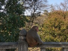 -苏州上方山国家森林公园
