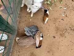 -三亚海棠湾万丽度假酒店