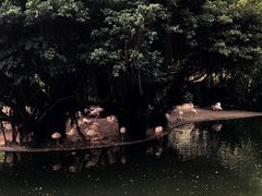 -九龙公园