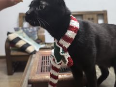 -御宝贝·A梦猫科宠物医院(国际猫友好医院)