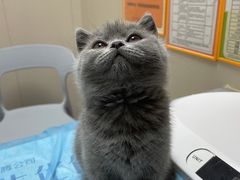 -创凡宠物医院·骨专科  猫科中心(西乡分院)