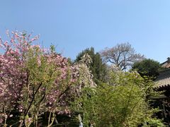 -西安青龙寺遗址景区