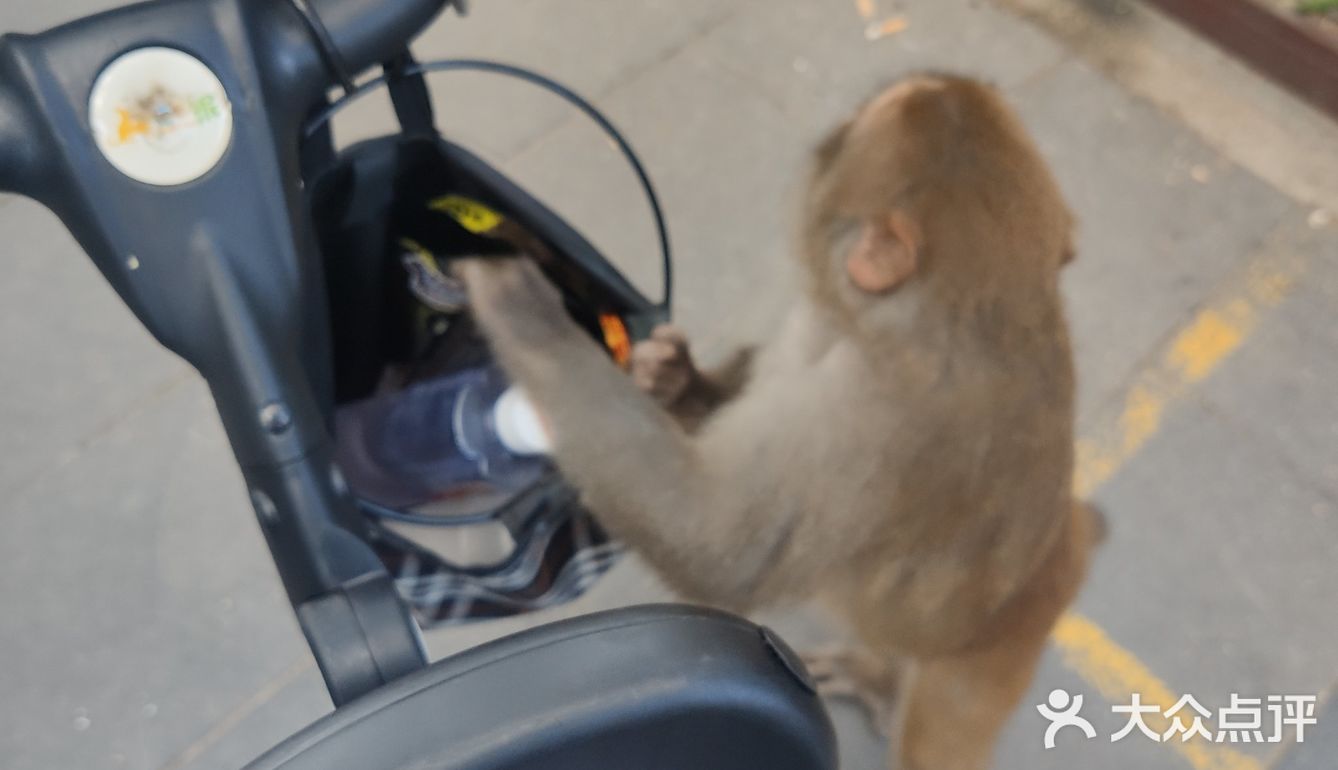 猴岛，万宁市陵水黎族自治县