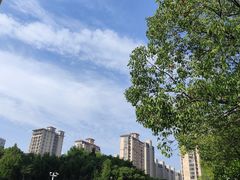 -陈家山荷花公园