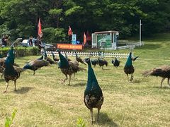 -哈尔滨北方森林动物园