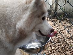 -TrueLove @ Neverland (Husky Cafe)