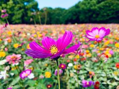 -上海共青森林公园