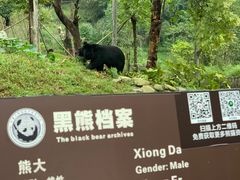 -都江堰中华大熊猫苑