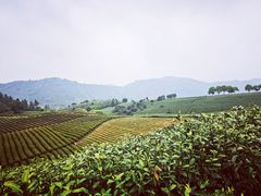 -帐篷客·溪龙茶谷度假酒店