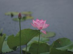 -荷塘月色湿地公园·向阳花洲