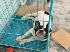 -翊宠yipet猫狗购宠庄园犬舍•猫舍