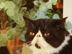 -猫爷宠物生活馆·撸猫馆