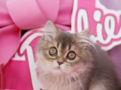 -翊宠yipet猫狗购宠庄园