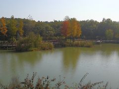 -大塘金香草谷