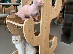 -飞行喵MR PILOT|猫舍·猫咖(静安大融城店)