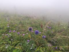 -白草畔自然风景区