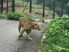 -大连森林动物园