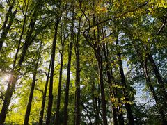 -上海共青森林公园