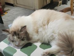 -猫小院猫主题餐厅(南锣旗舰店)