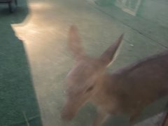 -浣熊柯尔鸭土拨鼠·电玩咖