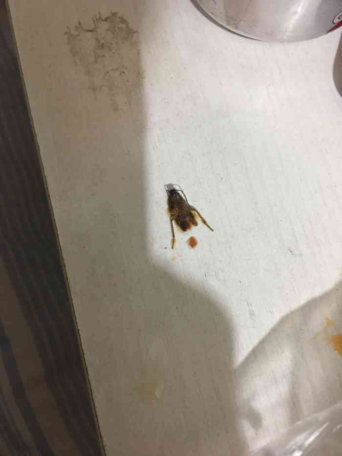 人 打包回家一份麻辣烫,居然在吃到一半时发现汤里有一只蟑螂,真