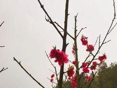 -常德桃花源景区