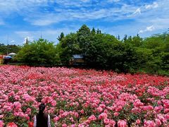 -都江堰玫瑰花溪谷