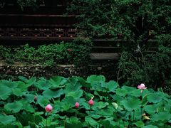 -老桂湖公园-杨升庵博物馆