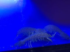-达叔香味海鲜(海棠68环球美食街店)