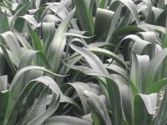 android_upload_pic-石家庄市植物园