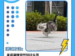 -lincat·猫舍(广州店)